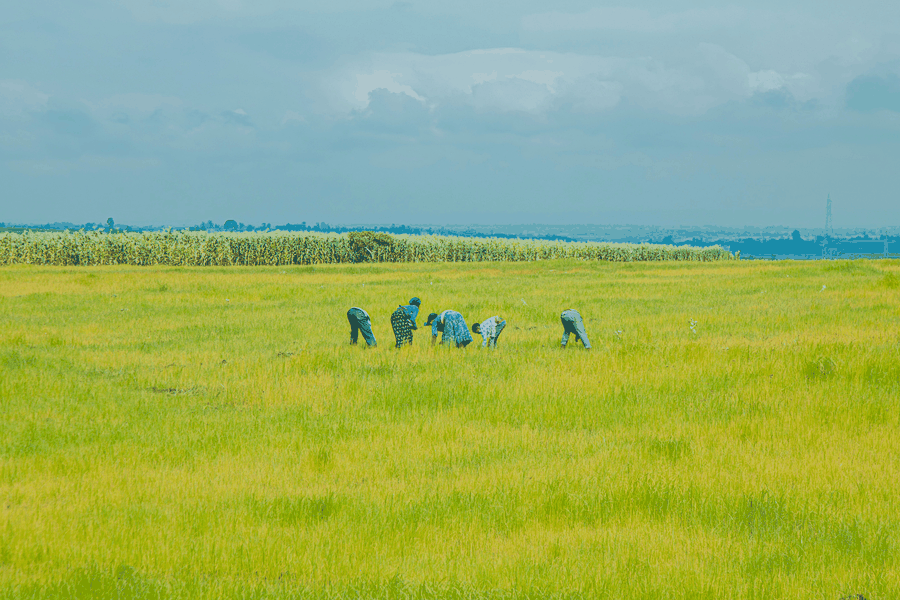 expert consultation, software development, tech team, office environment